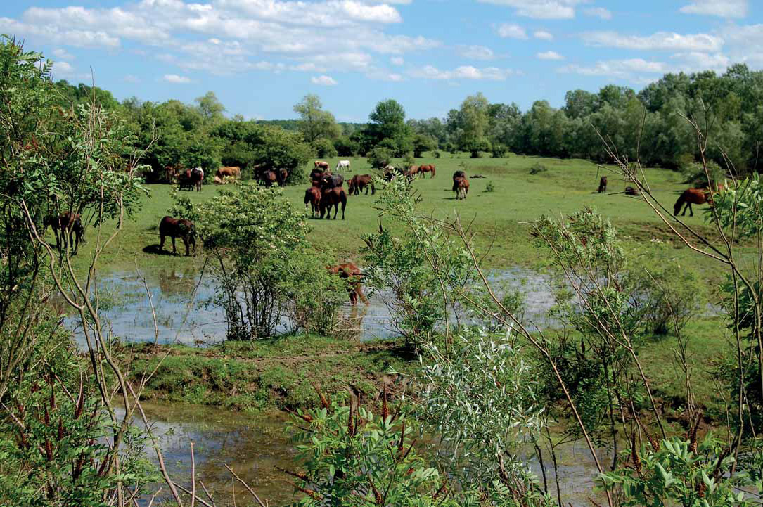 Lonjsko Polje Lonjsko Polje